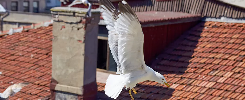 Residential Chimney Animal Removal Solution in Vero Beach, FL